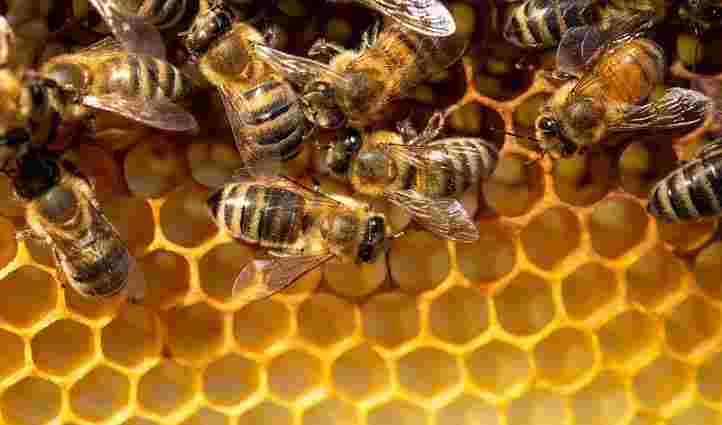 5g effects on bees