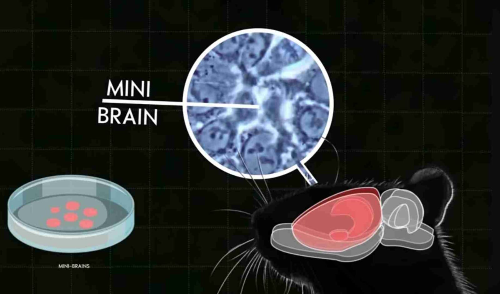 electronic tongue controlled by mini brain