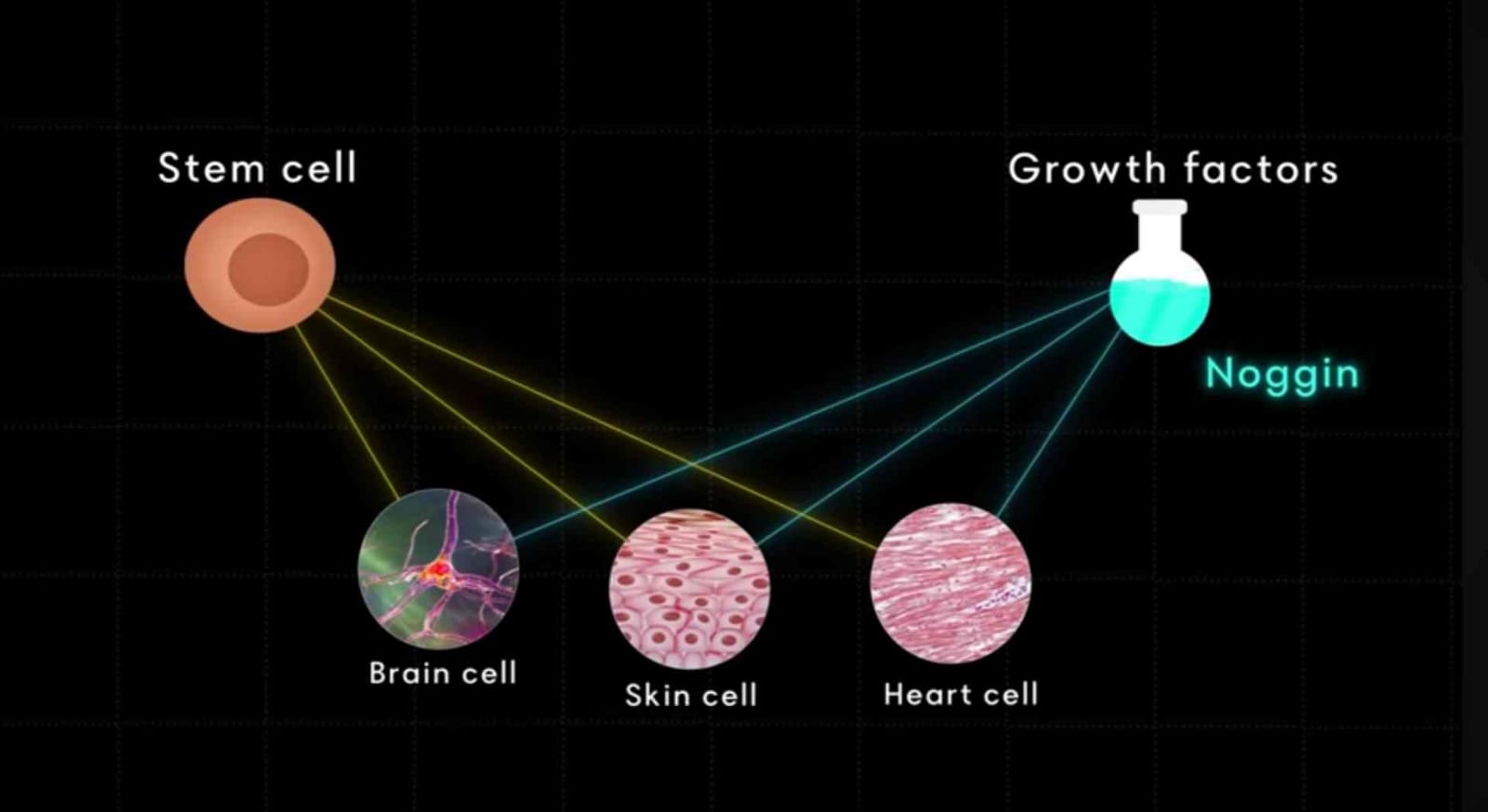 growth factor of mini brain