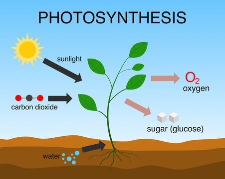 Meaning of photosynthesis in hindi