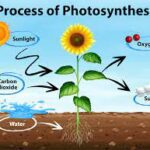 Photosynthesis meaning in Hindi