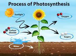 Photosynthesis meaning in Hindi